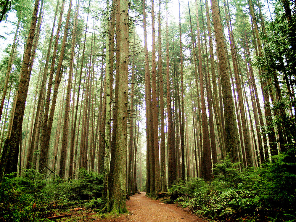 UBC Pacific Spirit Park