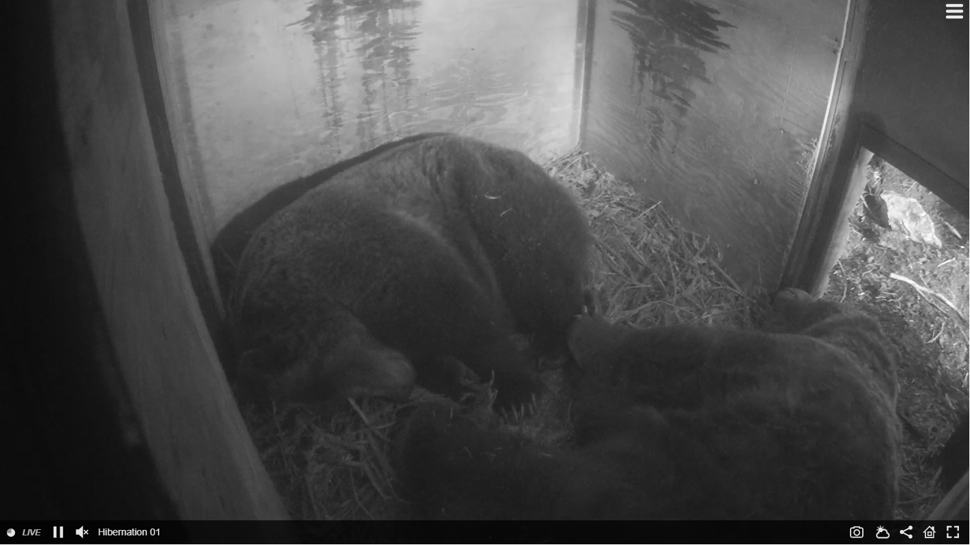 Grouse ountian Bear Cam