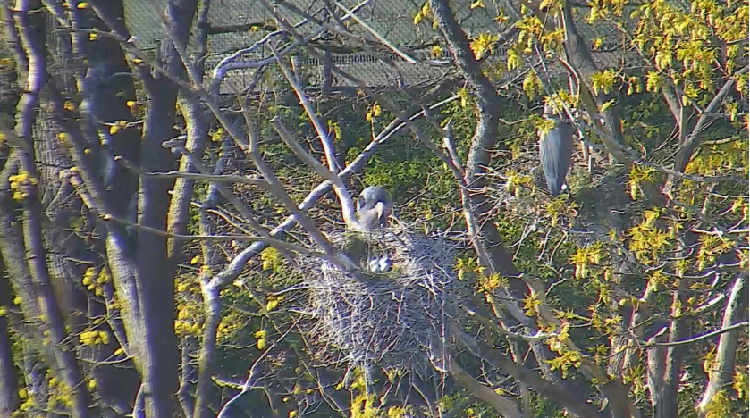 Stanley Park Heron Cam