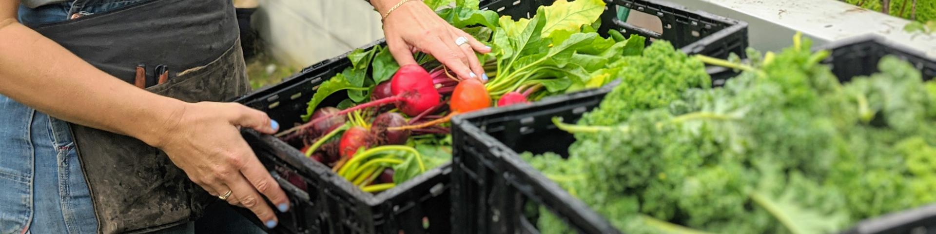 Rooftop Garden harvest