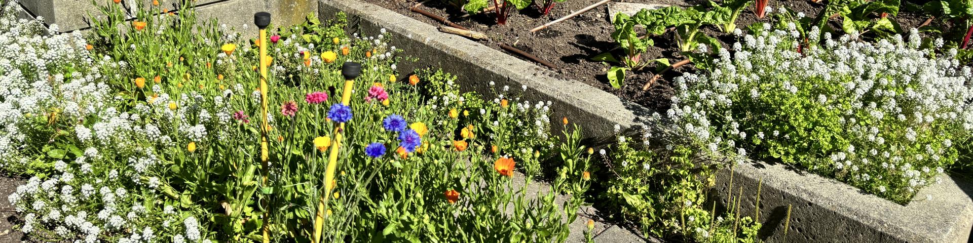 Rooftop Garden