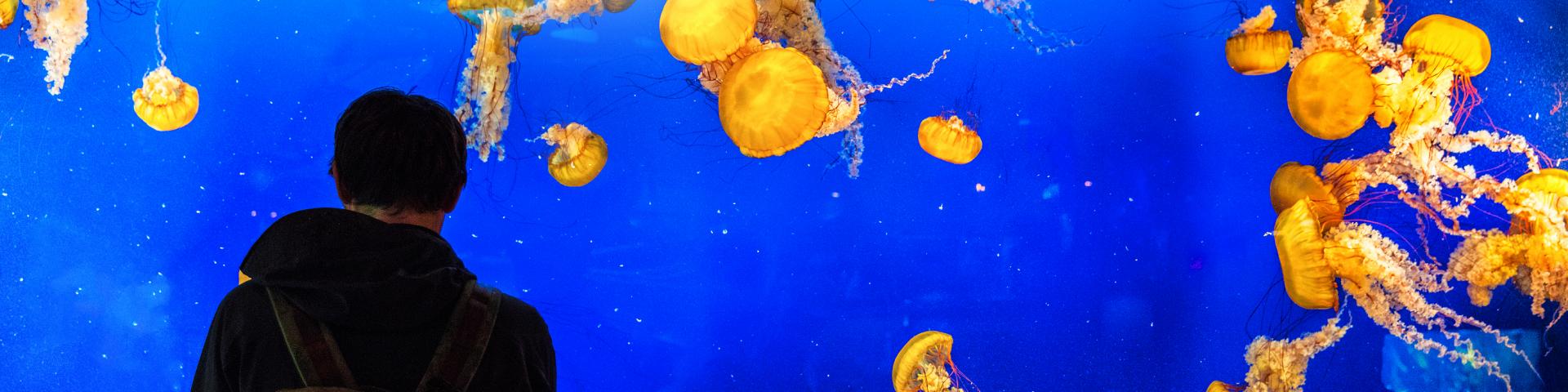 Man looking at Jellyfish in the aquarium