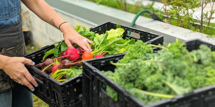 Rooftop Garden harvest