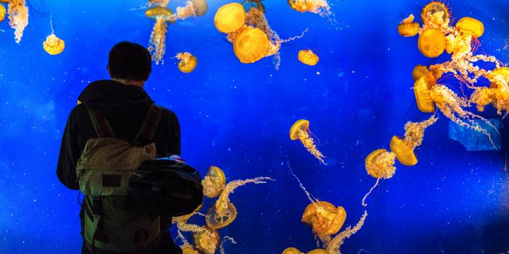 Man looking at Jellyfish in the aquarium
