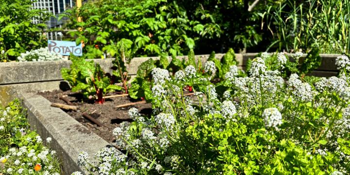 Rooftop Garden