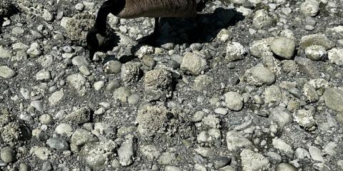 The Nature Zone 2025. Photo taken by participant.