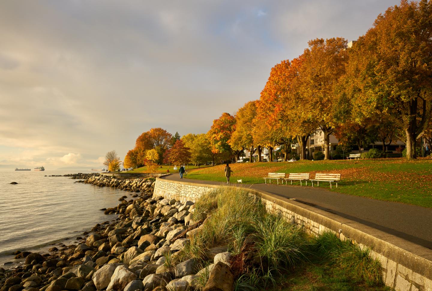 Person running along the Stanley park seawall among a row of trees with autumn leaves