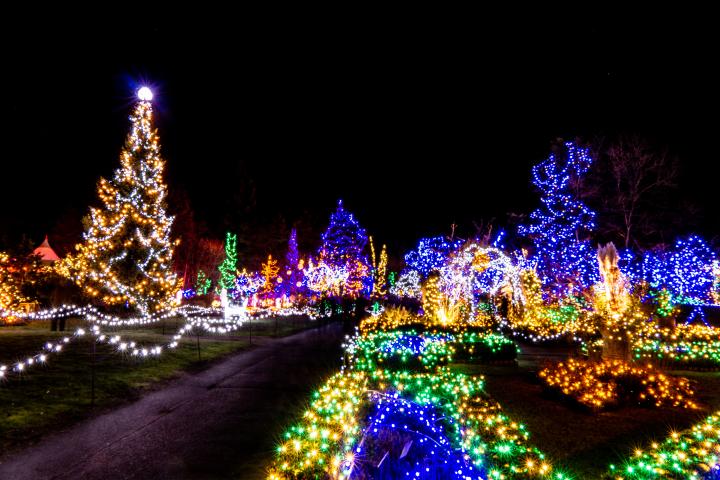 Photo of lights at VanDusen Garden during Festival of Lights