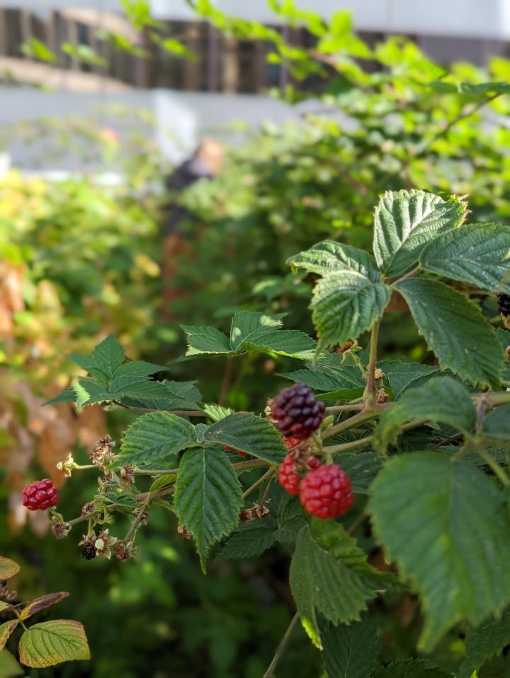 Berries at Rooftop Garden