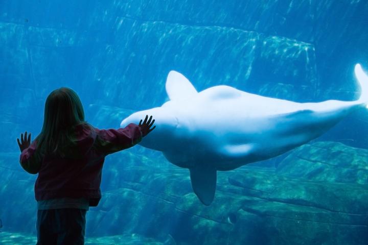 Young girl admires Beluga whale at Aquarium