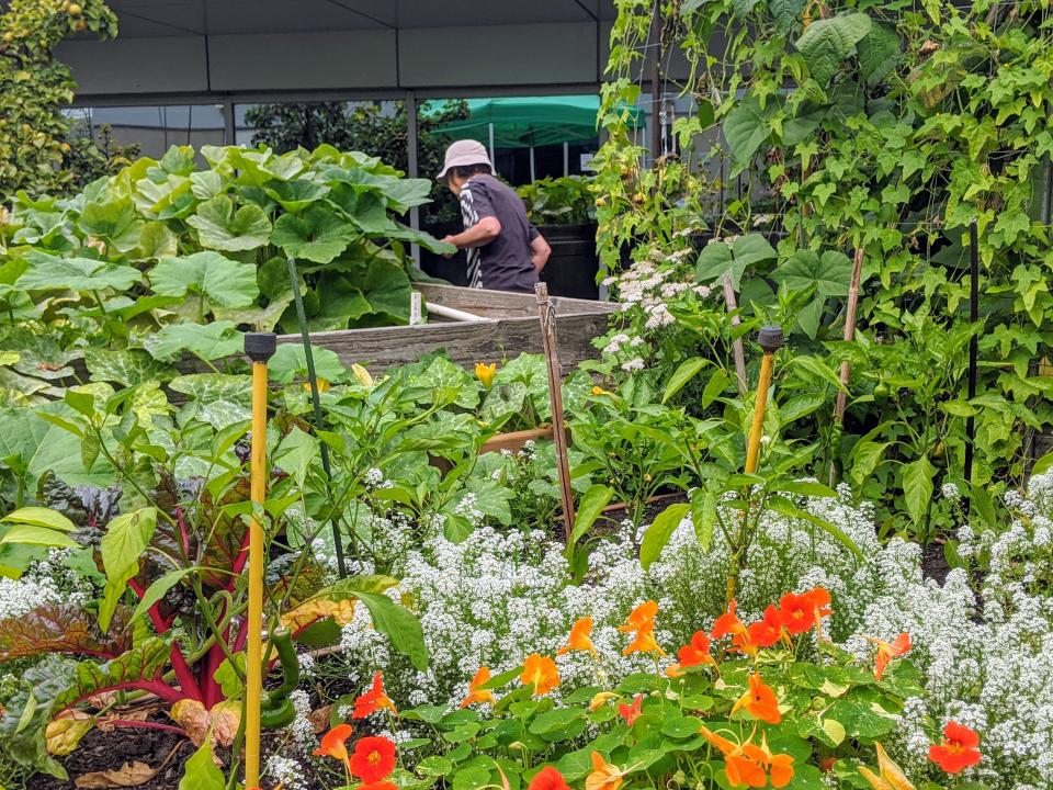 Rooftop garden