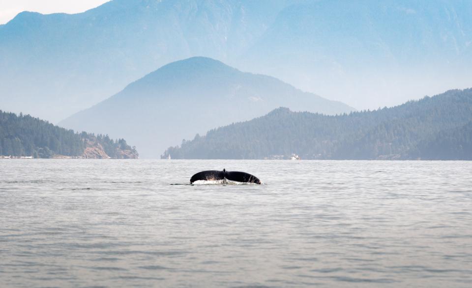 Whale Watching Vancouver