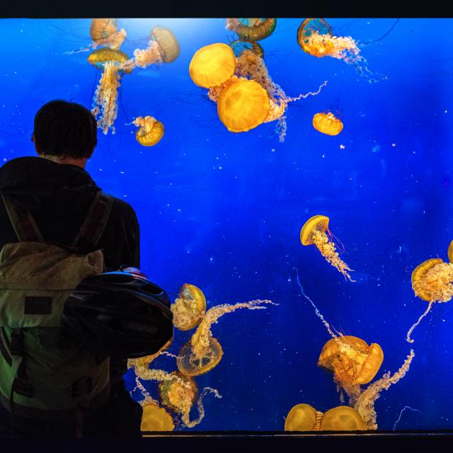Man looking at Jellyfish in the aquarium