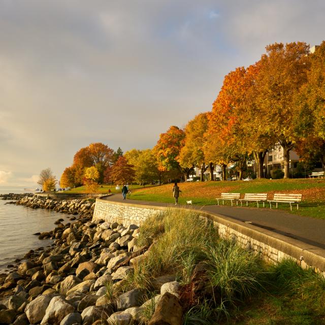 Person running along the Stanley park seawall among a row of trees with autumn leaves